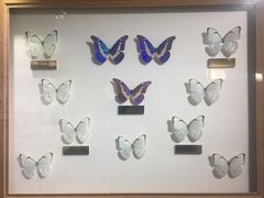 -上海昆虫博物馆