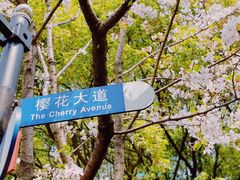 -陆家嘴中心绿地