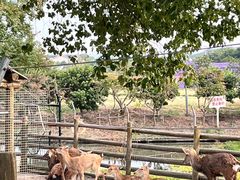-苏州太湖西山岛开心农场