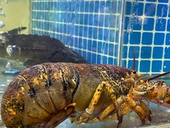 -同喜烤鸭店(光芒店)