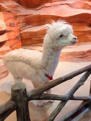 -酷嗒动物文化乐园(cutezoo西溪乐天城店)