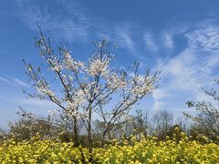 -武汉紫薇都市田园