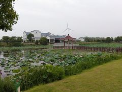 -荷花荡