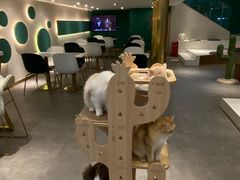 大堂-飞行喵MR PILOT|猫舍·猫咖(静安大融城店)