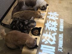 -咖法森林·咖啡  酒吧(天河店)