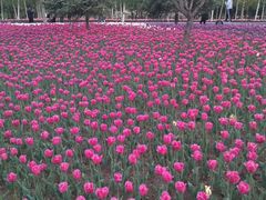 -长春公园(普阳街道)