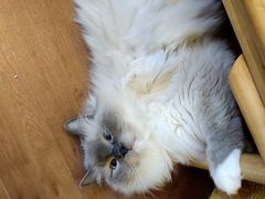 -MOCHA明星猫咖(田子坊店)