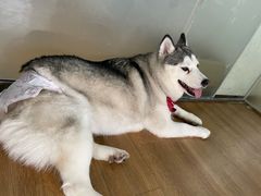 -Husky Go! 哈士奇体验馆·宠物咖啡厅狗咖