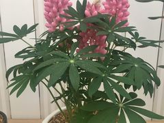 -龙大花卉苗木市场