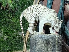 -清迈夜间动物园