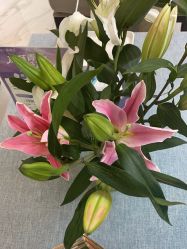 -静博士·养生养颜