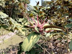 -中国科学院西双版纳热带植物园