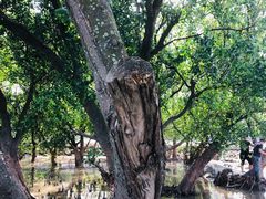 -宝安西湾红树林湿地公园