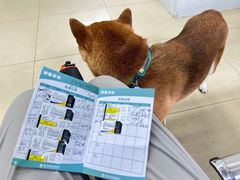 -瑞派动物医院·猫专科·至诚(江南中分院)