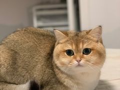 -东方名猫馆·英短金渐层布偶猫舍(环线广场1号楼店)