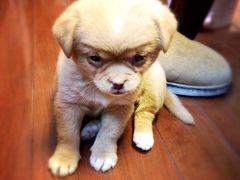 -爱侣宠医·鹦鹉专科·小型哺乳类·异宠专科(灵石路店)