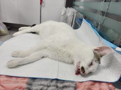 -达爱动物医院·犬猫分区·CT·复杂眼科(远洋山水分院)