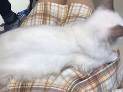 -藏猫猫咖啡主题馆(中央大道店)