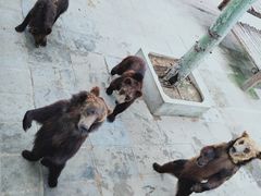 -西霞口神雕山野生动物世界