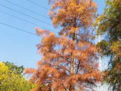 -广东花都湖国家湿地公园