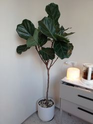 -安吉拉青春化管理中心