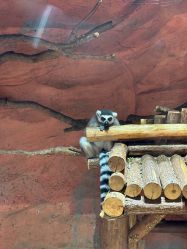 -Zoolung Zoolung动物主题公园(海信广场店)