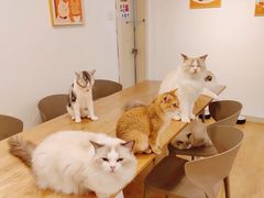 -有喵·猫咖·狗咖·40+猫狗有小奶狗(岗厦店)