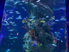 -芜湖新华联大白鲸海洋公园