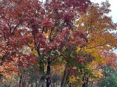 -北京西山国家森林公园