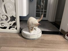 -创凡宠物医院·骨专科  猫科中心(西乡分院)