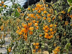 -杨柳青园艺科技博览园