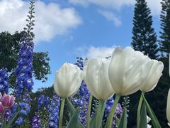 -深圳仙湖植物园