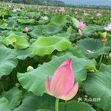 长沙摘桑葚的好地方