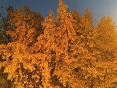 -崇圣寺三塔文化旅游区