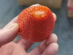 -田趣农庄草莓采摘园