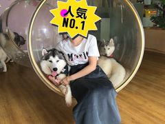 -Husky Go! 哈士奇体验馆·宠物咖啡厅狗咖