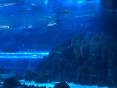 -迪拜水族馆及水下动物园