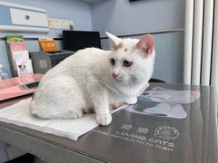-纳吉亚猫专科动物诊疗中心(蒋宅口分院)