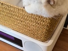 -有猫主题·治愈系猫咖(曾厝垵店)