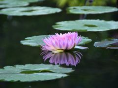 -云溪植物园
