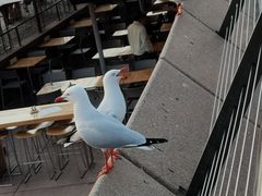 -悉尼歌剧院