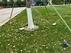 -CoCo都可(印象城店)