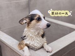 -Double Rui宠物酒店
