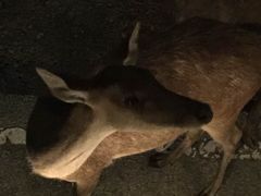 -清迈夜间动物园