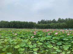 -东郊湿地公园