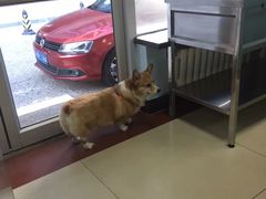 -纳吉亚猫专科动物诊疗中心(蒋宅口分院)