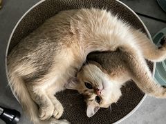 -伟伟宠物医院·瑞派猫友好医院·猫科(光谷店)
