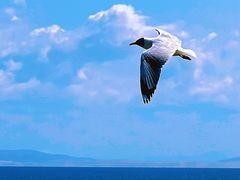 -青海湖国家重点风景名胜区