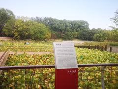 -大望京公园