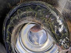 -胖子鱼·天水麻辣鱼火锅(秦州407店)